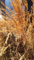 Andropogon virginicus