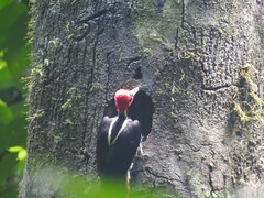 Campephilus guatemalensis