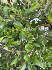 Forestiera segregata