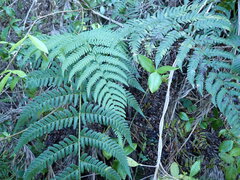 Dryopteris sandwicensis