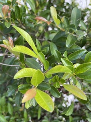Forestiera segregata