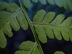 Dryopteris sandwicensis
