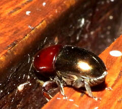 Camptocerus mandelshtami