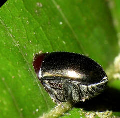 Camptocerus mandelshtami