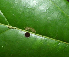 Camptocerus mandelshtami