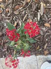Pentas lanceolata