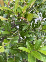 Forestiera segregata