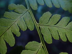 Dryopteris sandwicensis