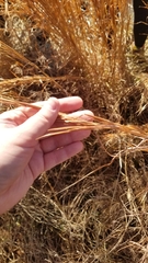 Andropogon virginicus