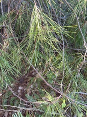 Pinus clausa