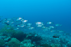 Priacanthus hamrur