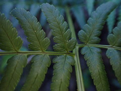 Dryopteris sandwicensis