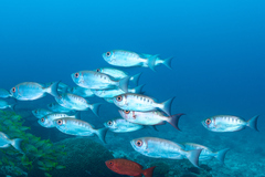Priacanthus hamrur