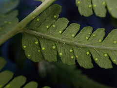Dryopteris sandwicensis