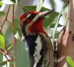 Sphyrapicus ruber × nuchalis