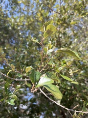 Quercus virginiana