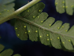 Dryopteris sandwicensis