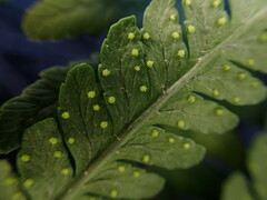 Dryopteris sandwicensis