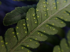 Dryopteris sandwicensis