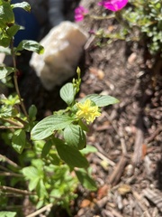 Lantana camara