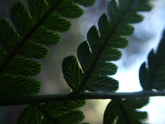 Dryopteris sandwicensis