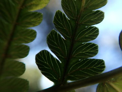 Dryopteris sandwicensis