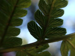 Dryopteris sandwicensis