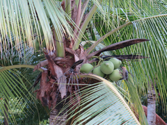 Cocos nucifera image