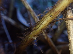 Dryopteris sandwicensis