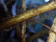 Dryopteris sandwicensis