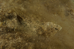 Pseudorhombus jenynsii