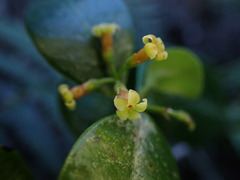 Alyxia stellata
