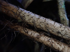 Dryopteris sandwicensis