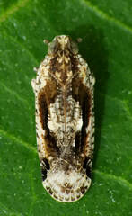 Catonia