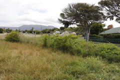 Vitis vinifera