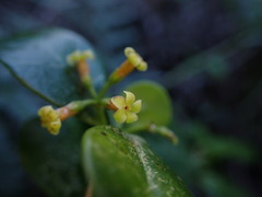 Alyxia stellata