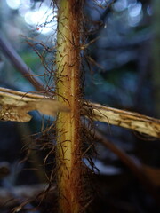 Dryopteris sandwicensis