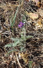 Oxytropis strobilacea