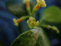 Alyxia stellata