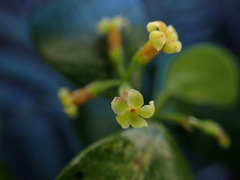 Alyxia stellata