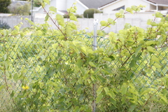 Vitis vinifera