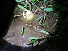 Leptodactylus macrosternum