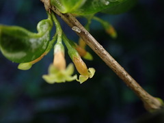 Alyxia stellata