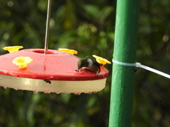 Philodice mitchellii