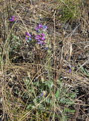 Oxytropis strobilacea