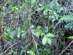 Alyxia stellata