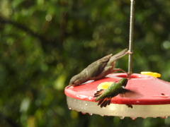 Selasphorus flammula