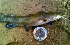 Pylodictis olivaris