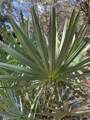 Coryphoideae