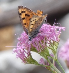 Lycaena alciphron